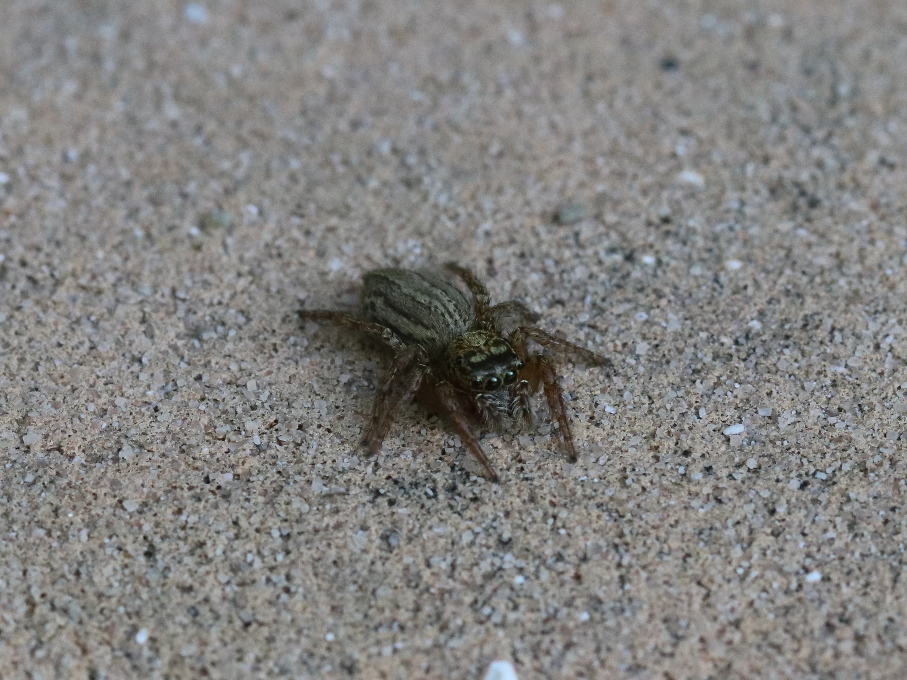 ベンチ上のミスジハエトリ
